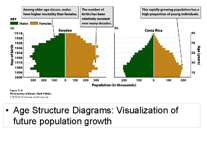  • Age Structure Diagrams: Visualization of future population growth 