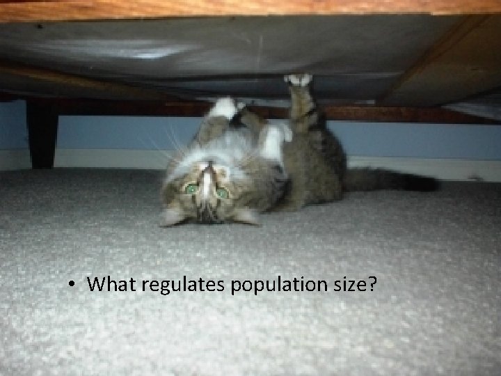  • What regulates population size? 