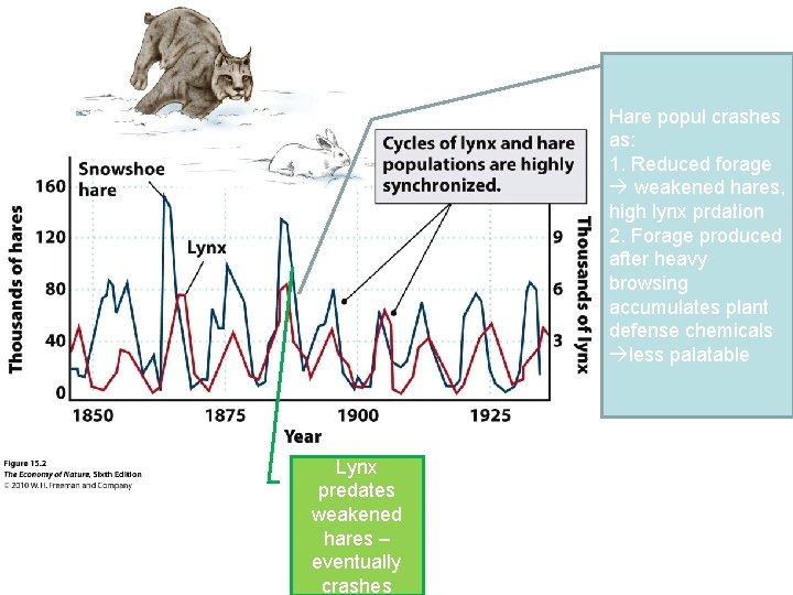 Hare popul crashes as: 1. Reduced forage weakened hares, high lynx prdation 2. Forage