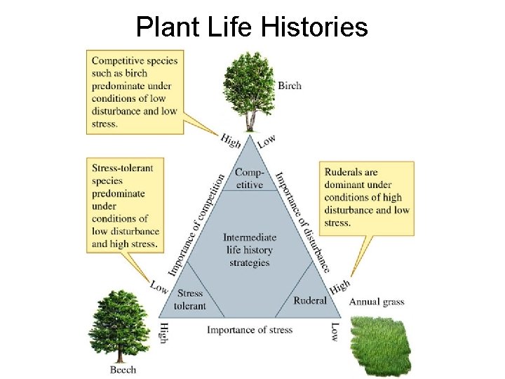 Plant Life Histories 