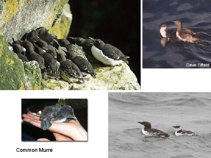 Common Murre 