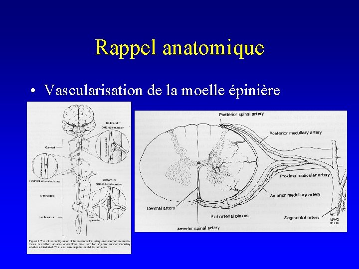 Rappel anatomique • Vascularisation de la moelle épinière 