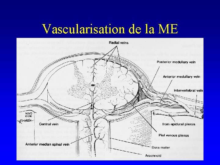 Vascularisation de la ME 