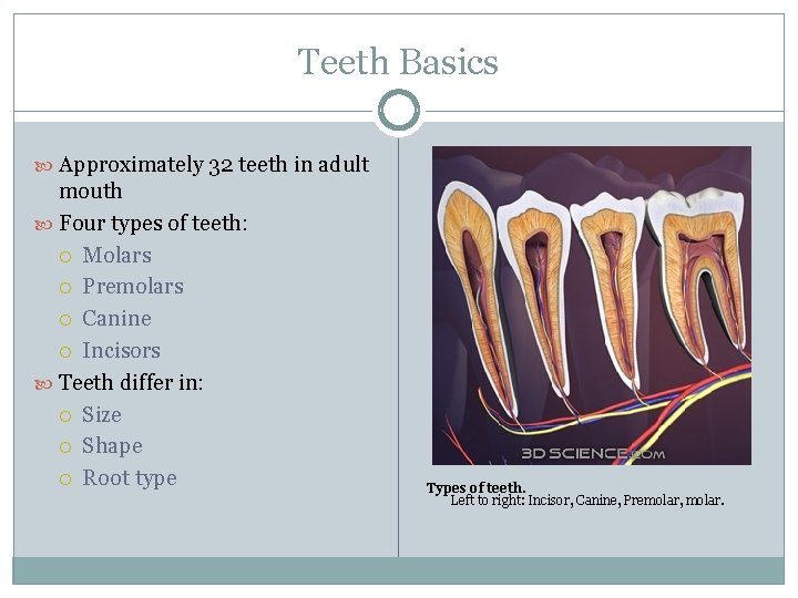 Teeth Basics Approximately 32 teeth in adult mouth Four types of teeth: Molars Premolars