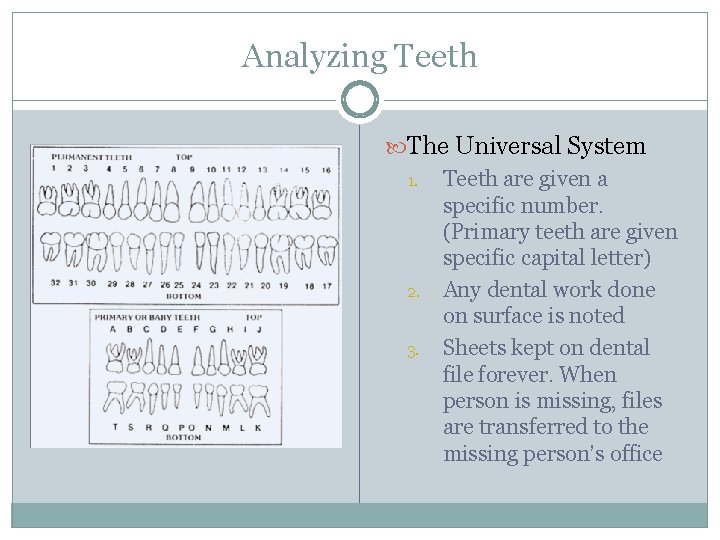 Analyzing Teeth The Universal System 1. Teeth are given a specific number. (Primary teeth