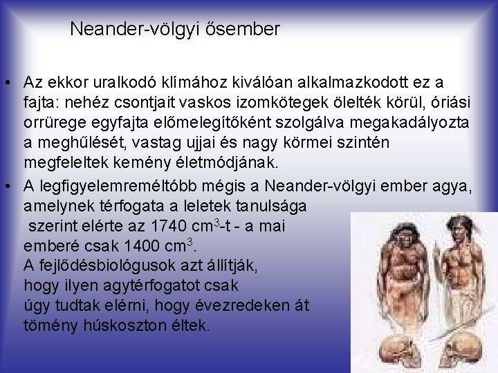 Neander-völgyi ősember • Az ekkor uralkodó klímához kiválóan alkalmazkodott ez a fajta: nehéz csontjait