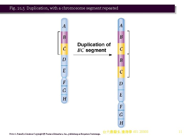 Fig. 21. 5 Duplication, with a chromosome segment repeated Peter J. Russell, i. Genetics: