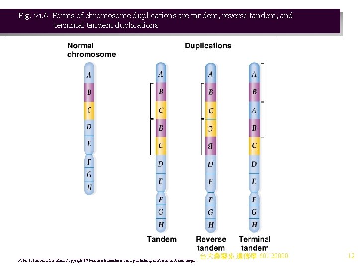 Fig. 21. 6 Forms of chromosome duplications are tandem, reverse tandem, and terminal tandem