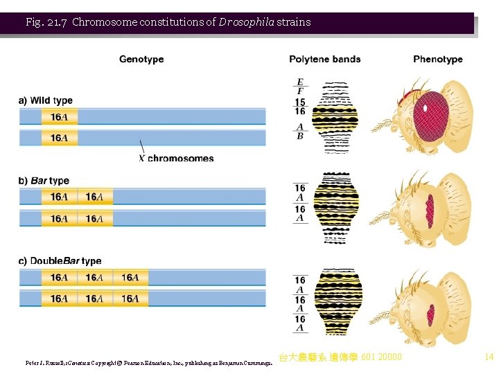 Fig. 21. 7 Chromosome constitutions of Drosophila strains Peter J. Russell, i. Genetics: Copyright