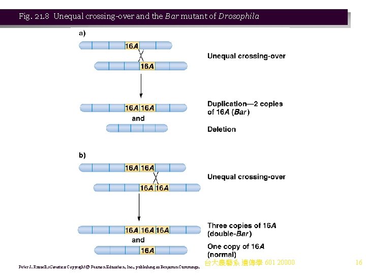 Fig. 21. 8 Unequal crossing-over and the Bar mutant of Drosophila Peter J. Russell,