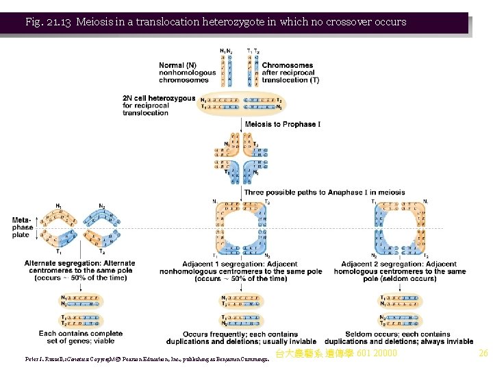 Fig. 21. 13 Meiosis in a translocation heterozygote in which no crossover occurs Peter