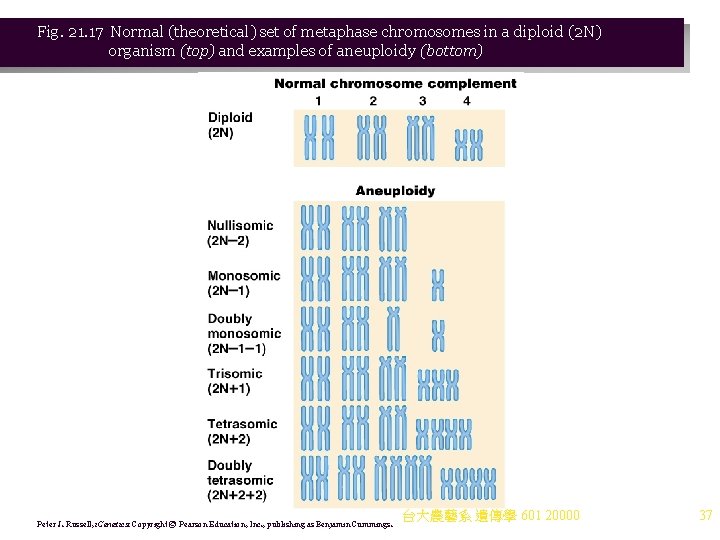 Fig. 21. 17 Normal (theoretical) set of metaphase chromosomes in a diploid (2 N)