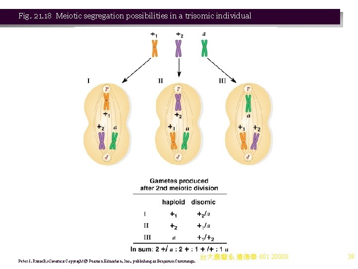 Fig. 21. 18 Meiotic segregation possibilities in a trisomic individual Peter J. Russell, i.