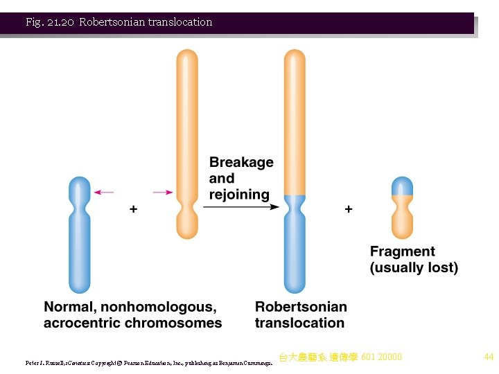Fig. 21. 20 Robertsonian translocation Peter J. Russell, i. Genetics: Copyright © Pearson Education,