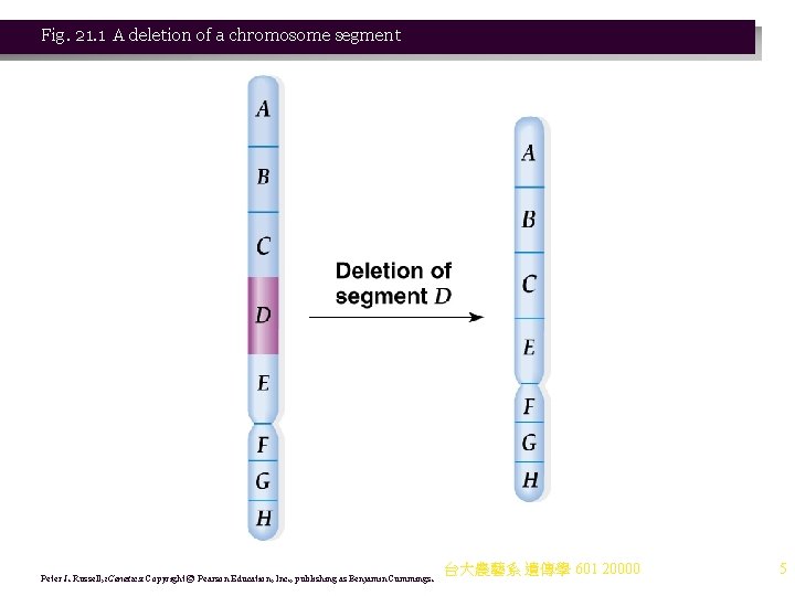 Fig. 21. 1 A deletion of a chromosome segment Peter J. Russell, i. Genetics: