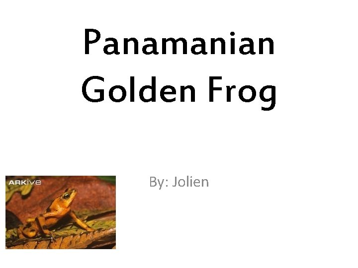 Panamanian Golden Frog By: Jolien 