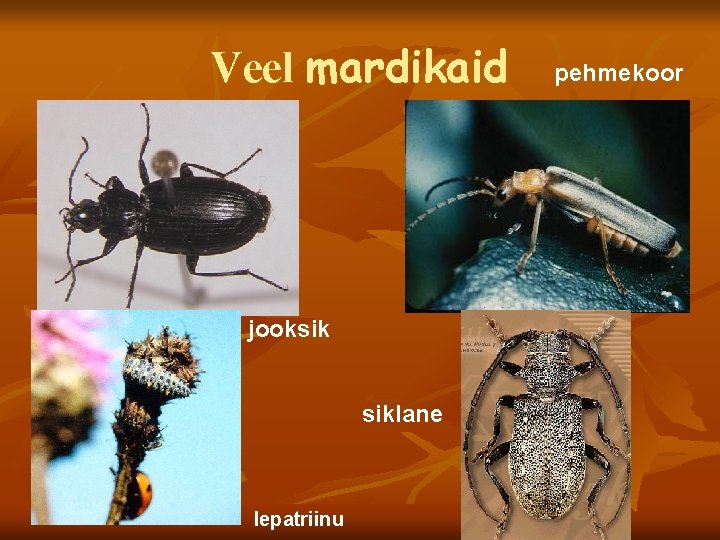 Veel mardikaid jooksik siklane lepatriinu pehmekoor 
