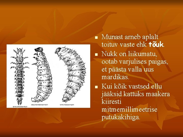 n n n Munast arneb aplalt toituv vaste ehk tõuk. Nukk on liikumatu, ootab