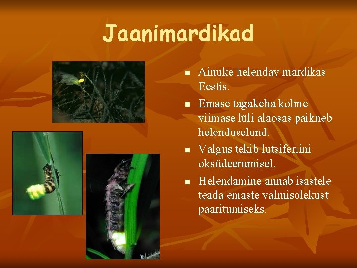 Jaanimardikad n n Ainuke helendav mardikas Eestis. Emase tagakeha kolme viimase lüli alaosas paikneb