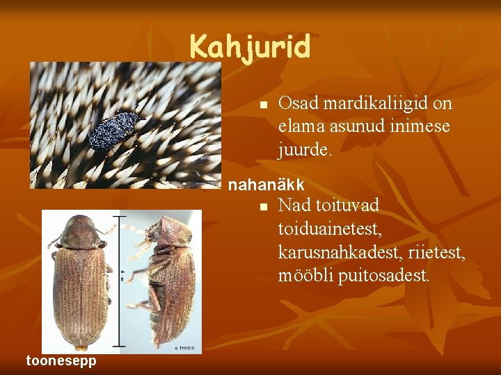 Kahjurid n Osad mardikaliigid on elama asunud inimese juurde. nahanäkk n toonesepp Nad toituvad