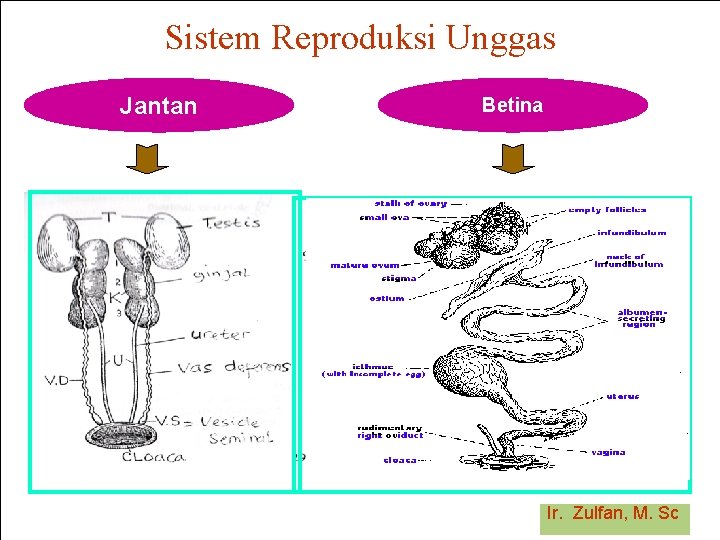 Sistem Reproduksi Unggas Jantan Betina Ir. Zulfan, M. Sc 