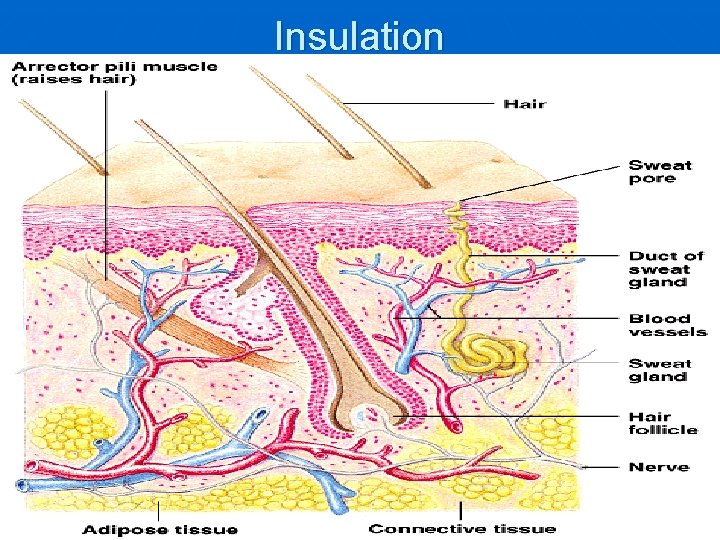 Insulation 