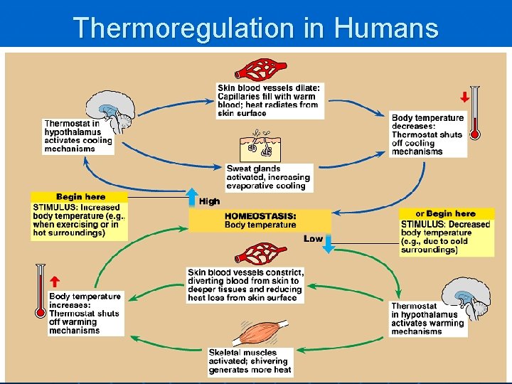 Thermoregulation in Humans 