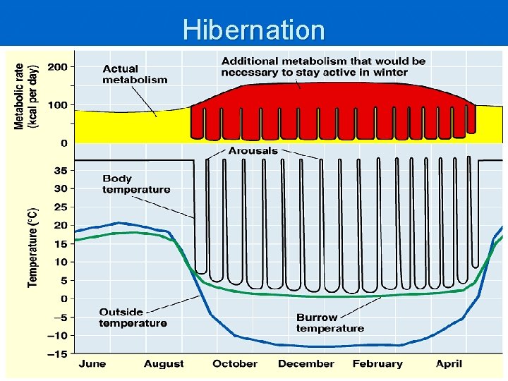 Hibernation 