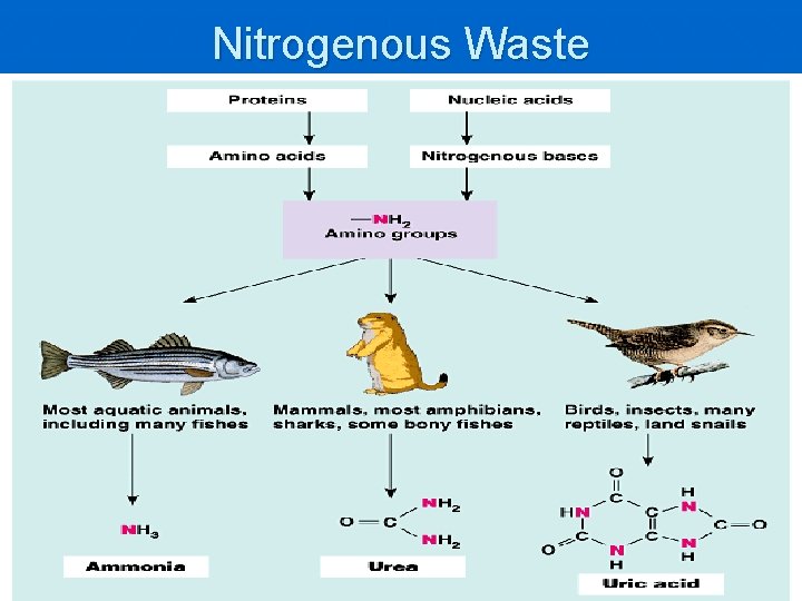 Nitrogenous Waste 