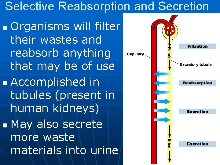 Selective Reabsorption and Secretion Organisms will filter their wastes and reabsorb anything that may