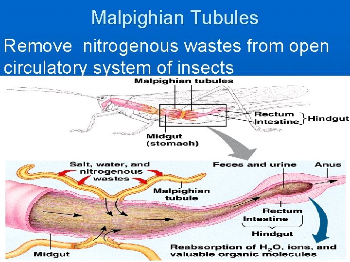 Malpighian Tubules Remove nitrogenous wastes from open circulatory system of insects 