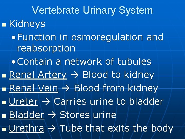 Vertebrate Urinary System Kidneys • Function in osmoregulation and reabsorption • Contain a network