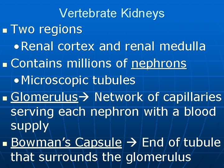 Vertebrate Kidneys Two regions • Renal cortex and renal medulla n Contains millions of