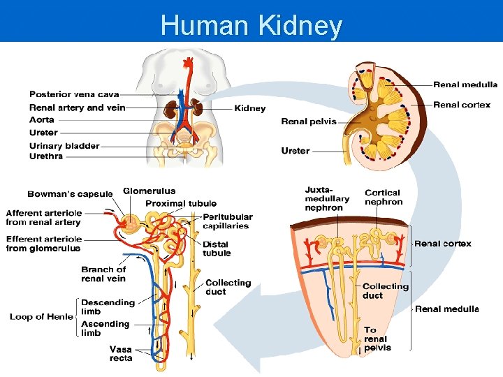 Human Kidney 