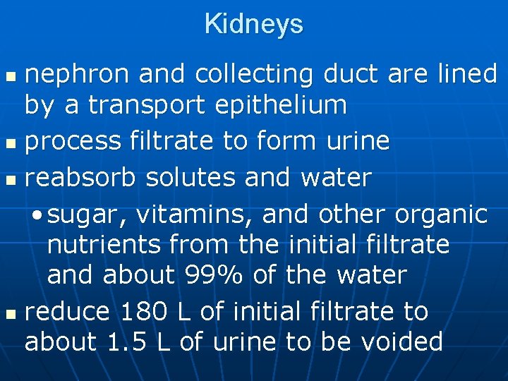 Kidneys nephron and collecting duct are lined by a transport epithelium n process filtrate