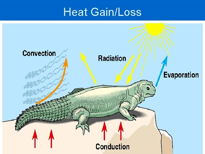 Heat Gain/Loss 