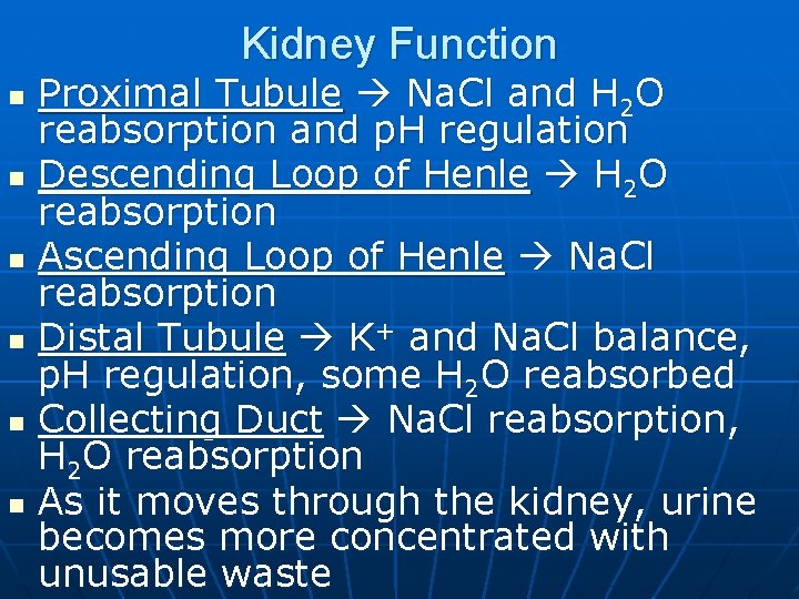 Kidney Function n n n Proximal Tubule Na. Cl and H 2 O reabsorption