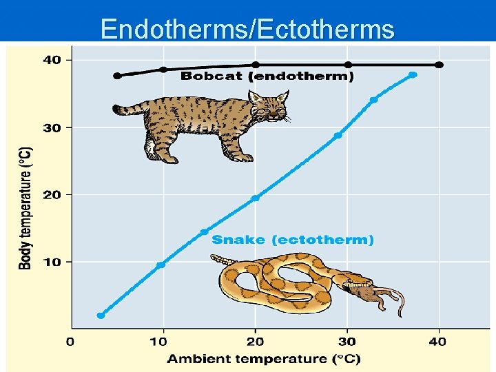 Endotherms/Ectotherms 