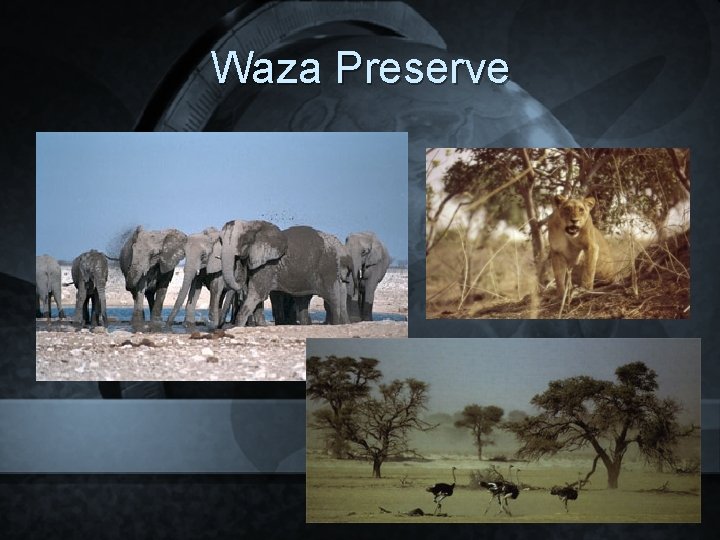 Waza Preserve 