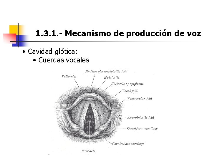 1. 3. 1. - Mecanismo de producción de voz • Cavidad glótica: • Cuerdas 1. 3. 1. - Mecanismo de producción de voz • Cavidad glótica: • Cuerdas