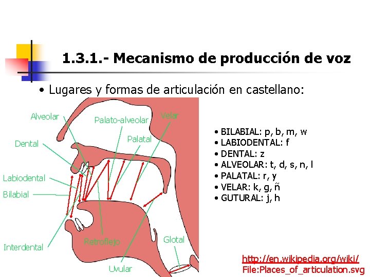 1. 3. 1. - Mecanismo de producción de voz • Lugares y formas de 1. 3. 1. - Mecanismo de producción de voz • Lugares y formas de
