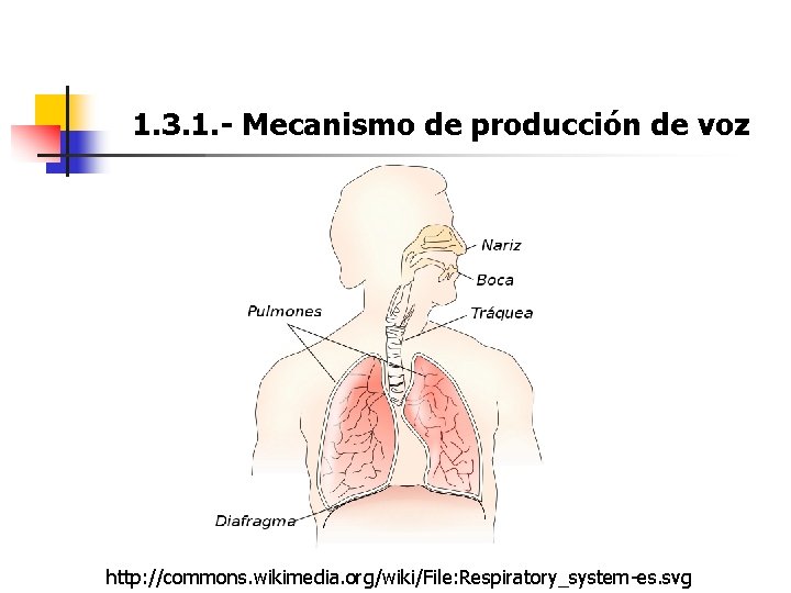 1. 3. 1. - Mecanismo de producción de voz http: //commons. wikimedia. org/wiki/File: Respiratory_system-es. 1. 3. 1. - Mecanismo de producción de voz http: //commons. wikimedia. org/wiki/File: Respiratory_system-es.