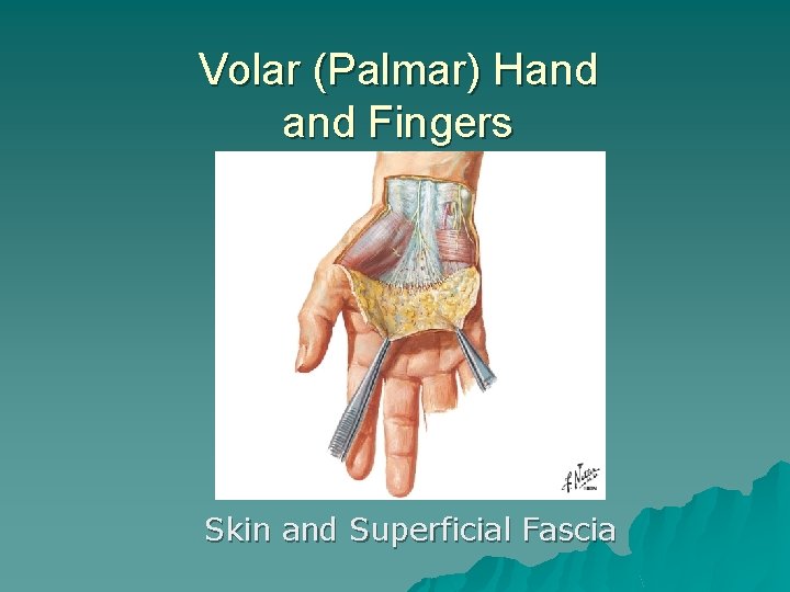 Volar (Palmar) Hand Fingers Skin and Superficial Fascia 