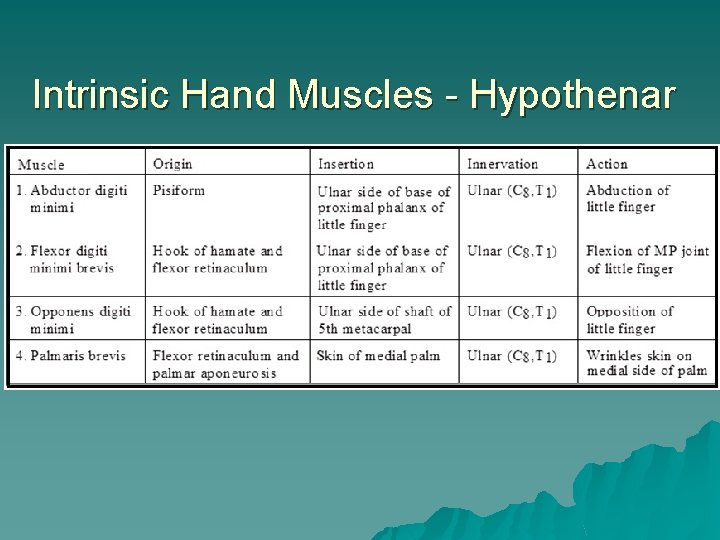 Intrinsic Hand Muscles - Hypothenar 