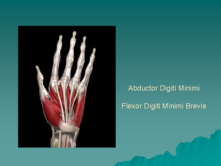Abductor Digiti Minimi Flexor Digiti Minimi Brevis 