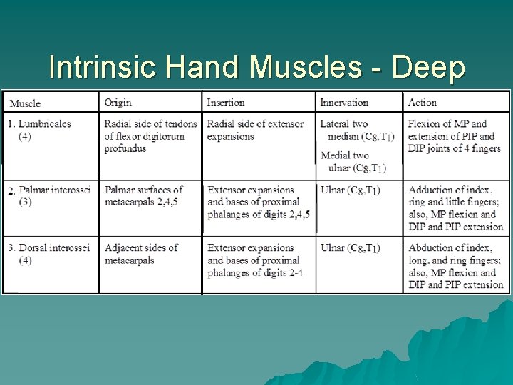 Intrinsic Hand Muscles - Deep 