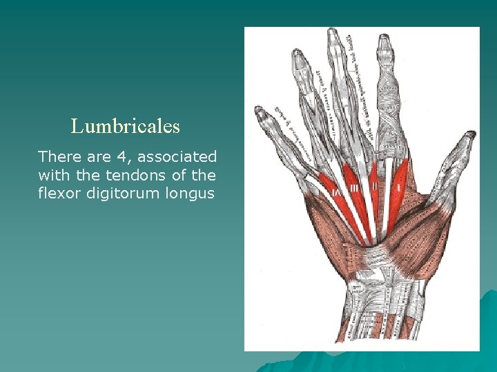 Lumbricales There are 4, associated with the tendons of the flexor digitorum longus 