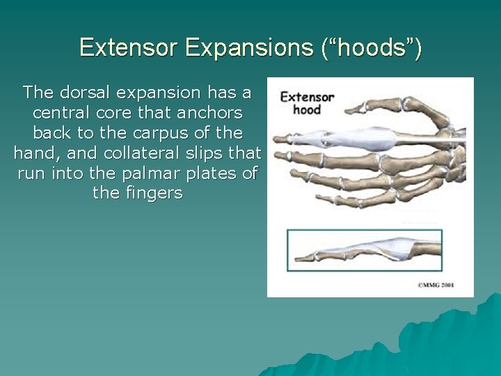 Extensor Expansions (“hoods”) The dorsal expansion has a central core that anchors back to