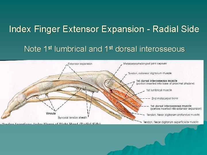 Index Finger Extensor Expansion - Radial Side Note 1 st lumbrical and 1 st