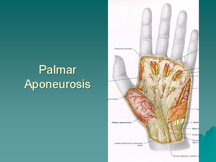 Palmar Aponeurosis 